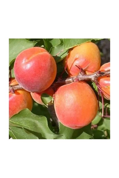 Абрикос Ерлі Ред Оранж ранній | Абрикос Эрли Ред Оранж ранний | Prunus armeniaca Early Red Orange